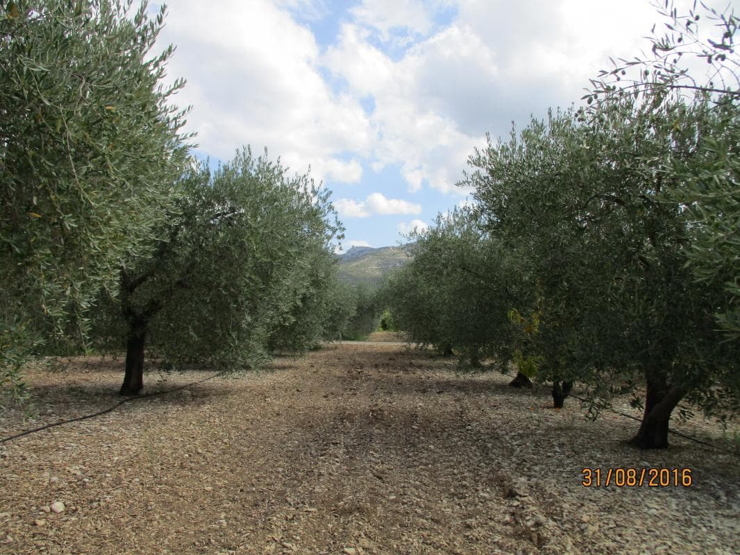 Sophora