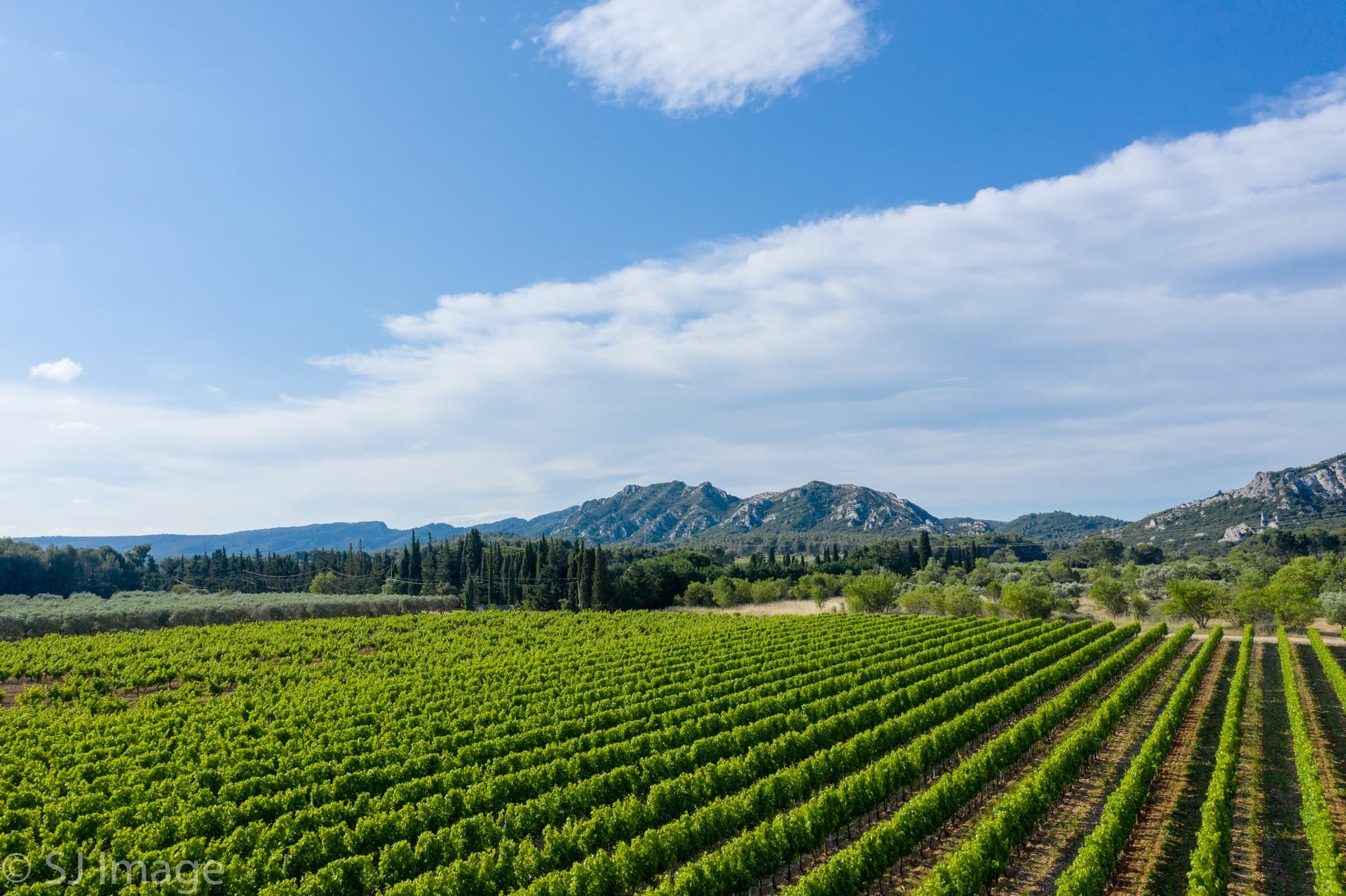 Domaine d'Eole à Eygalières Vignes