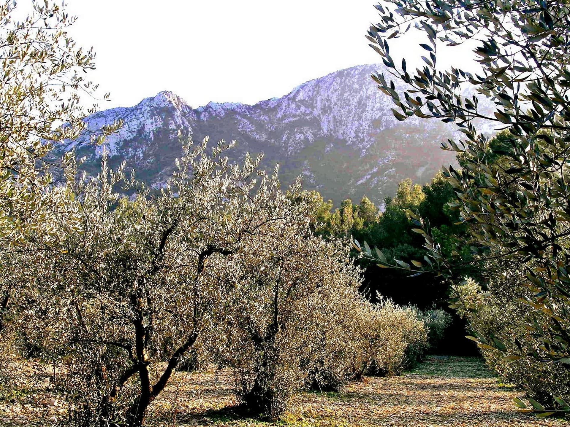 Vue sur les Alpilles et les Oliviers - Chateau Romanin