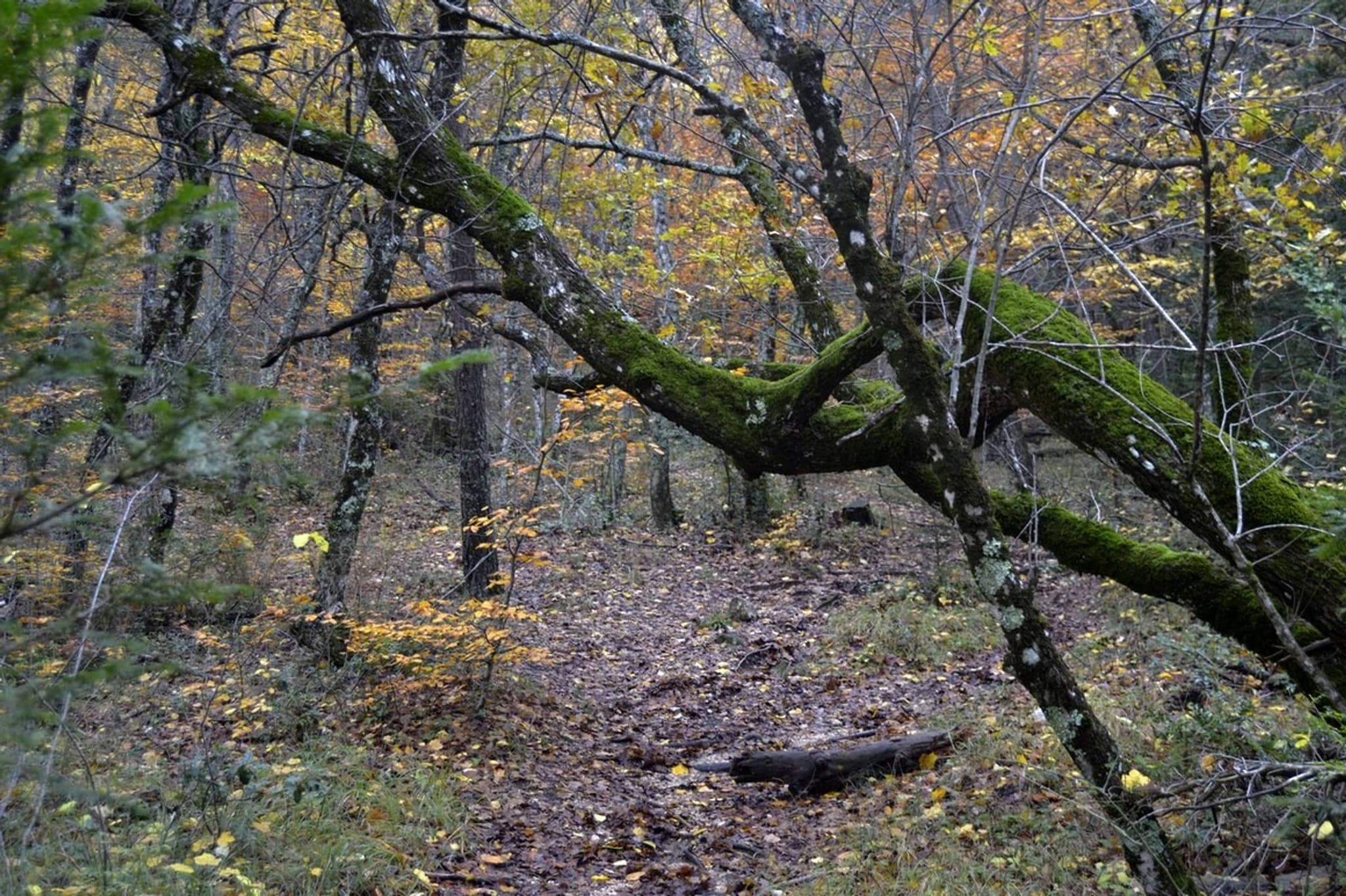 PLAN D'AUPS SAINTE-BAUME - Le sentier Merveilleux