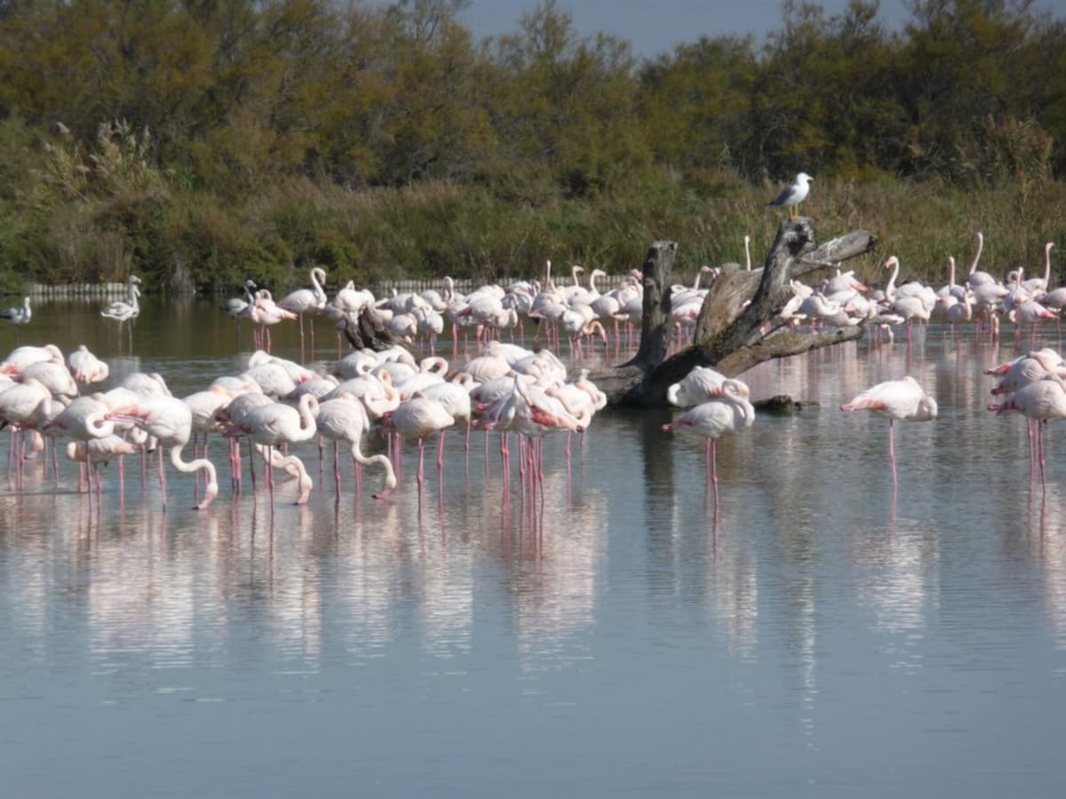 Camargue Alpille Safari