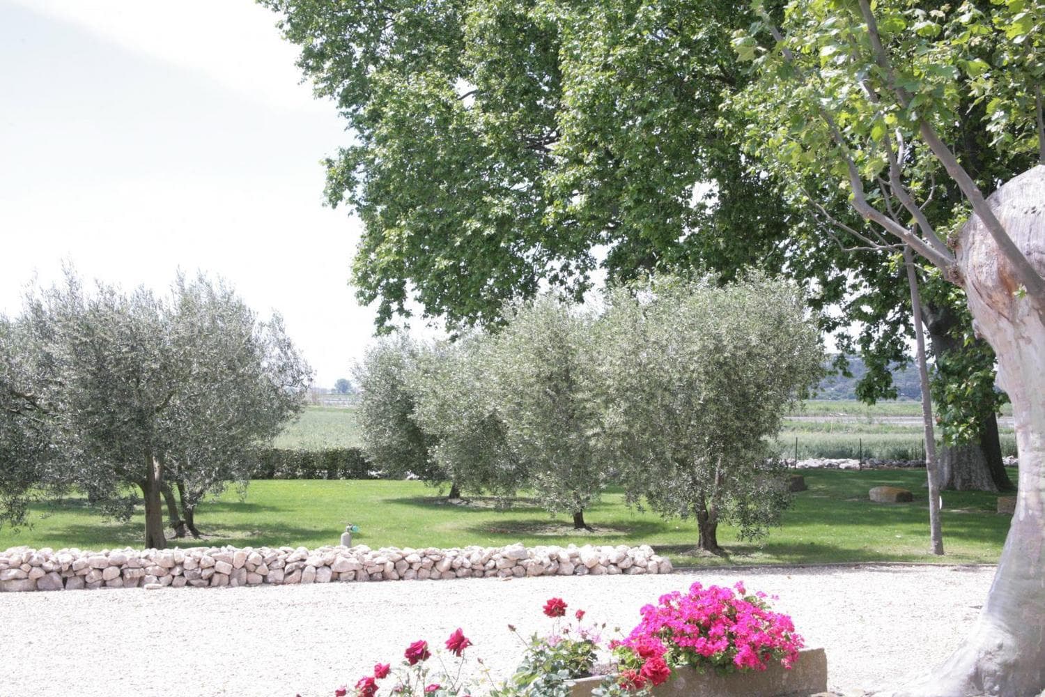 Lavande
