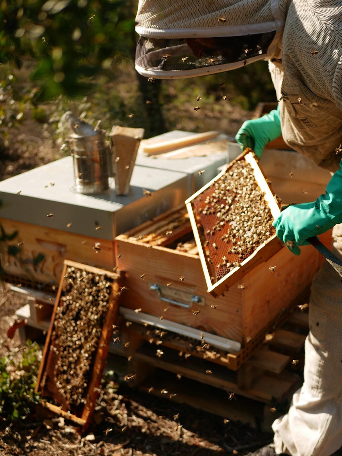 apiculture