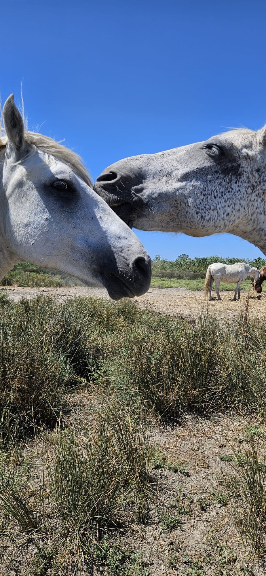 L'Oasis Camarguaise_Saintes-Maries-de-la-Mer