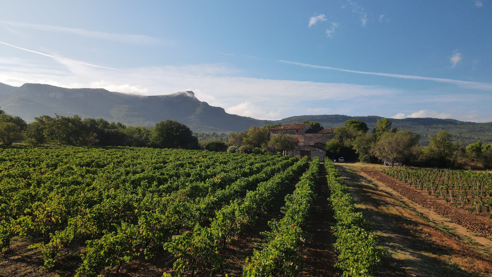 Vue panoramique vignoble