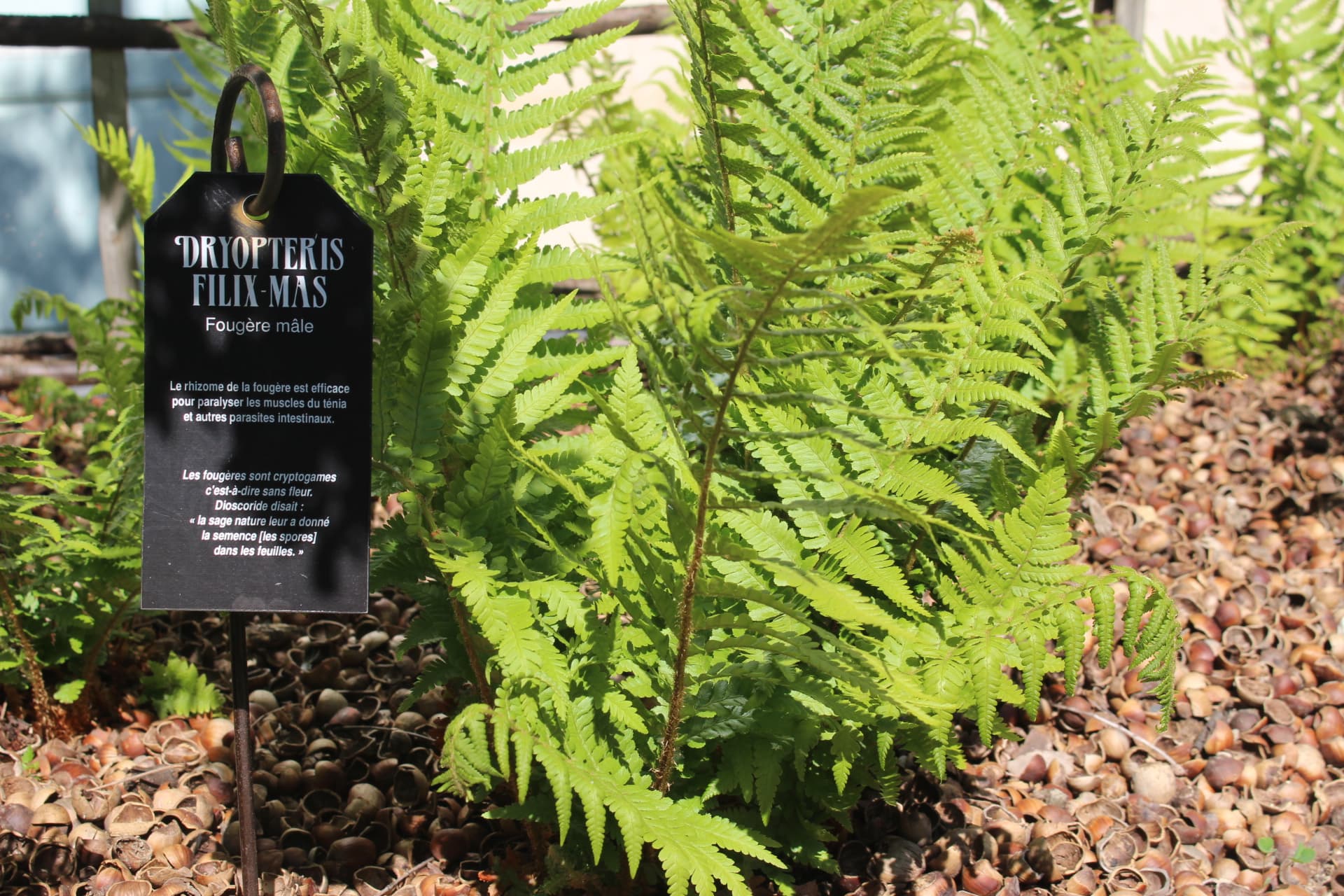 Flânerie - Remèdes et plantes du Moyen Age_Troyes