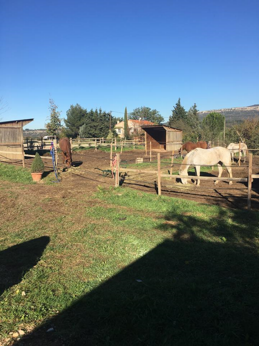 Pension pour chevaux
