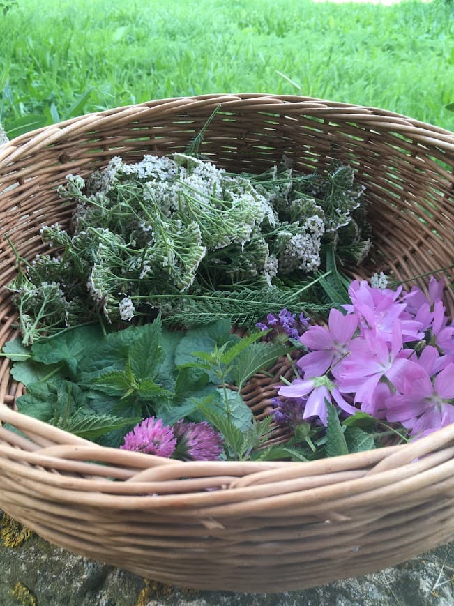 Sortie nature : Les bonnes mauvaises herbes_Mouriès