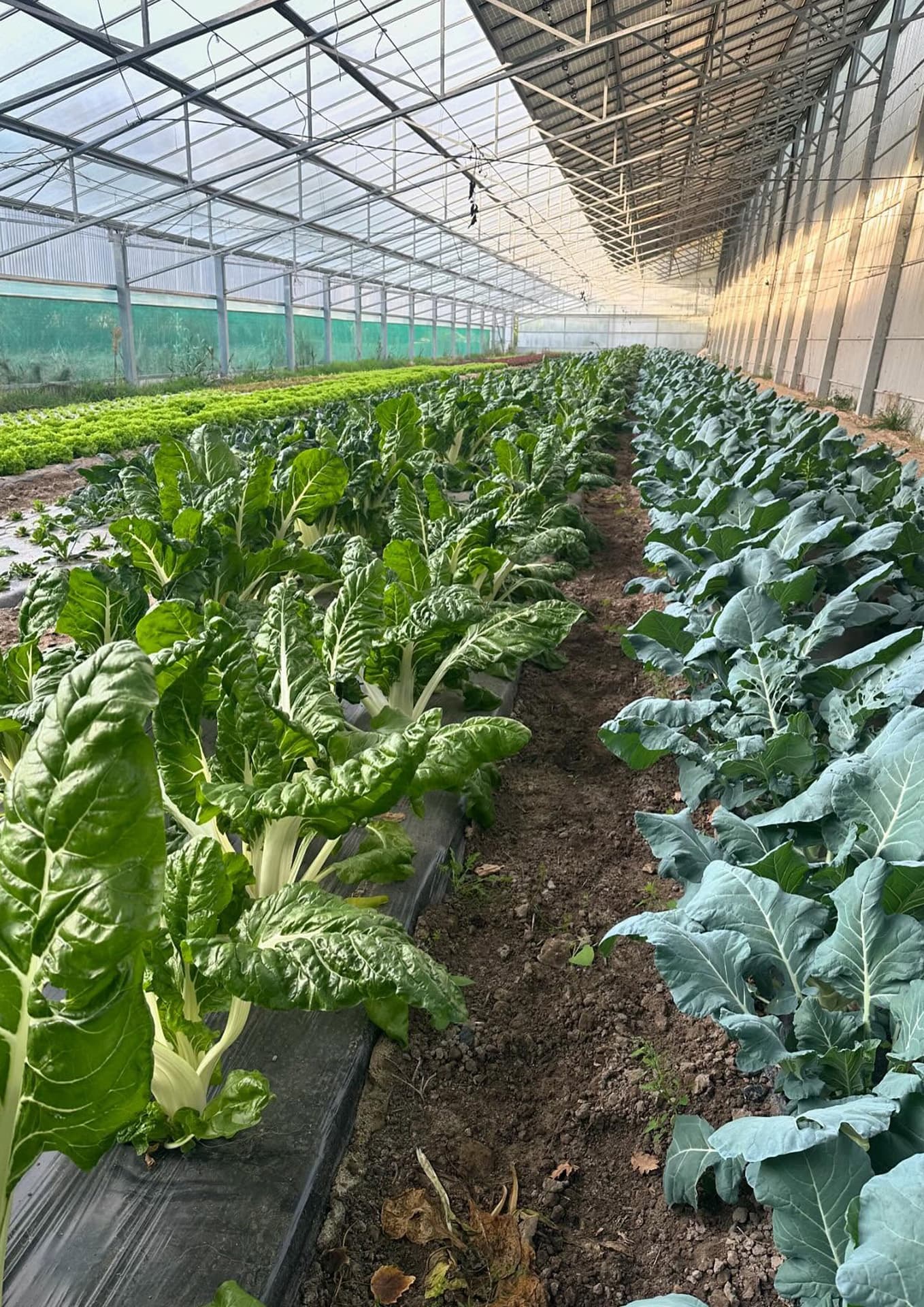 La petite ferme pédagogique de Saint-Rémy - Producteur_Saint-Rémy-de-Provence