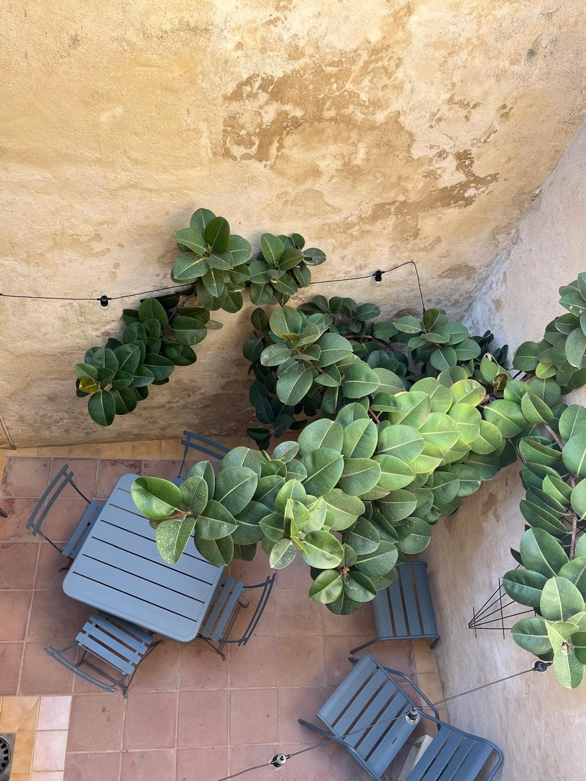 L'Arlésienne des Arènes* Arles Centre * Terrasse_Arles