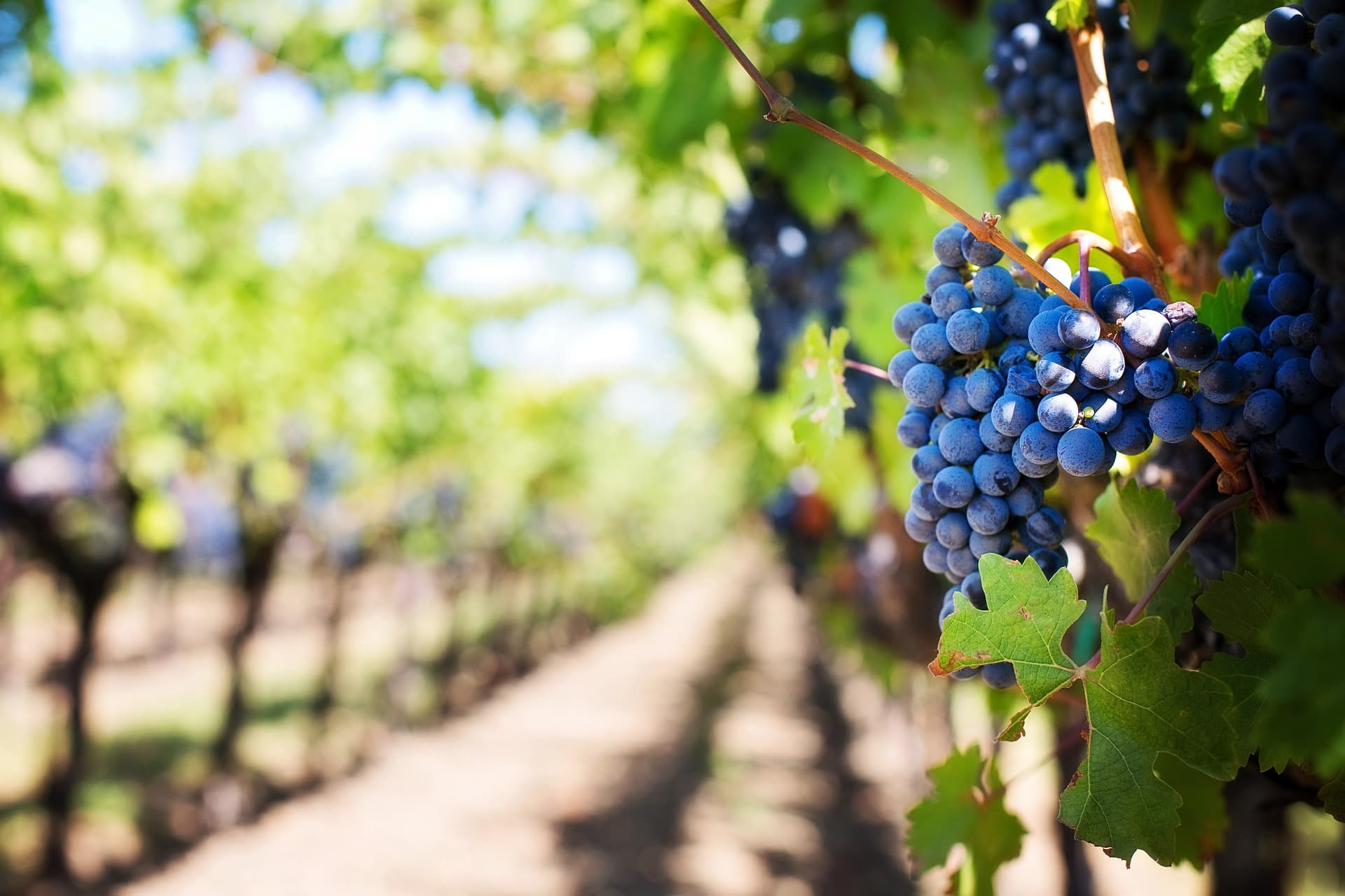 Domaine viticole