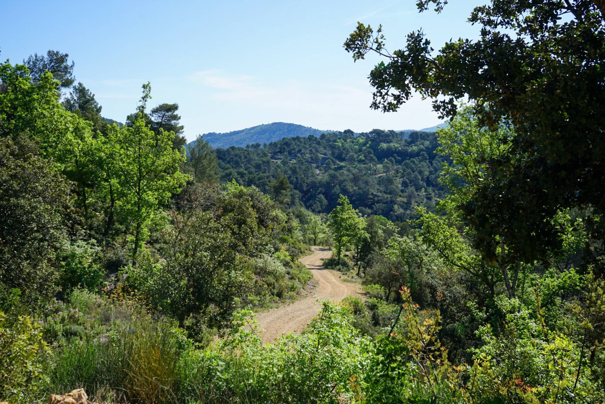 SAINT-ZACHARIE - La forêt du Défens par la piste de l'eau