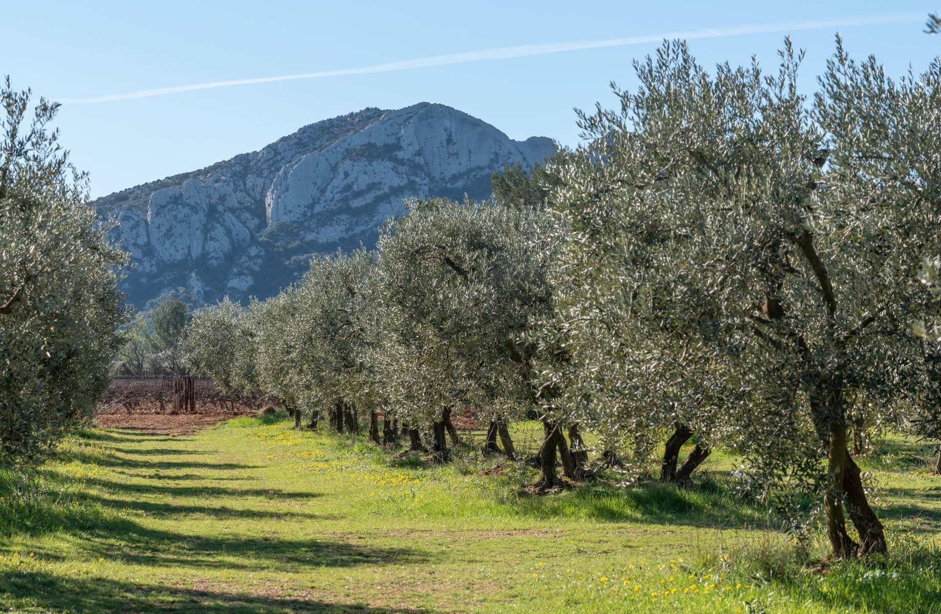 L'Olivette champs d'oliviers