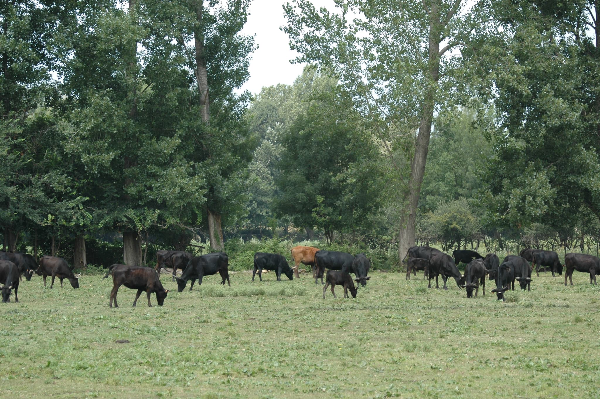 Manade Colombet