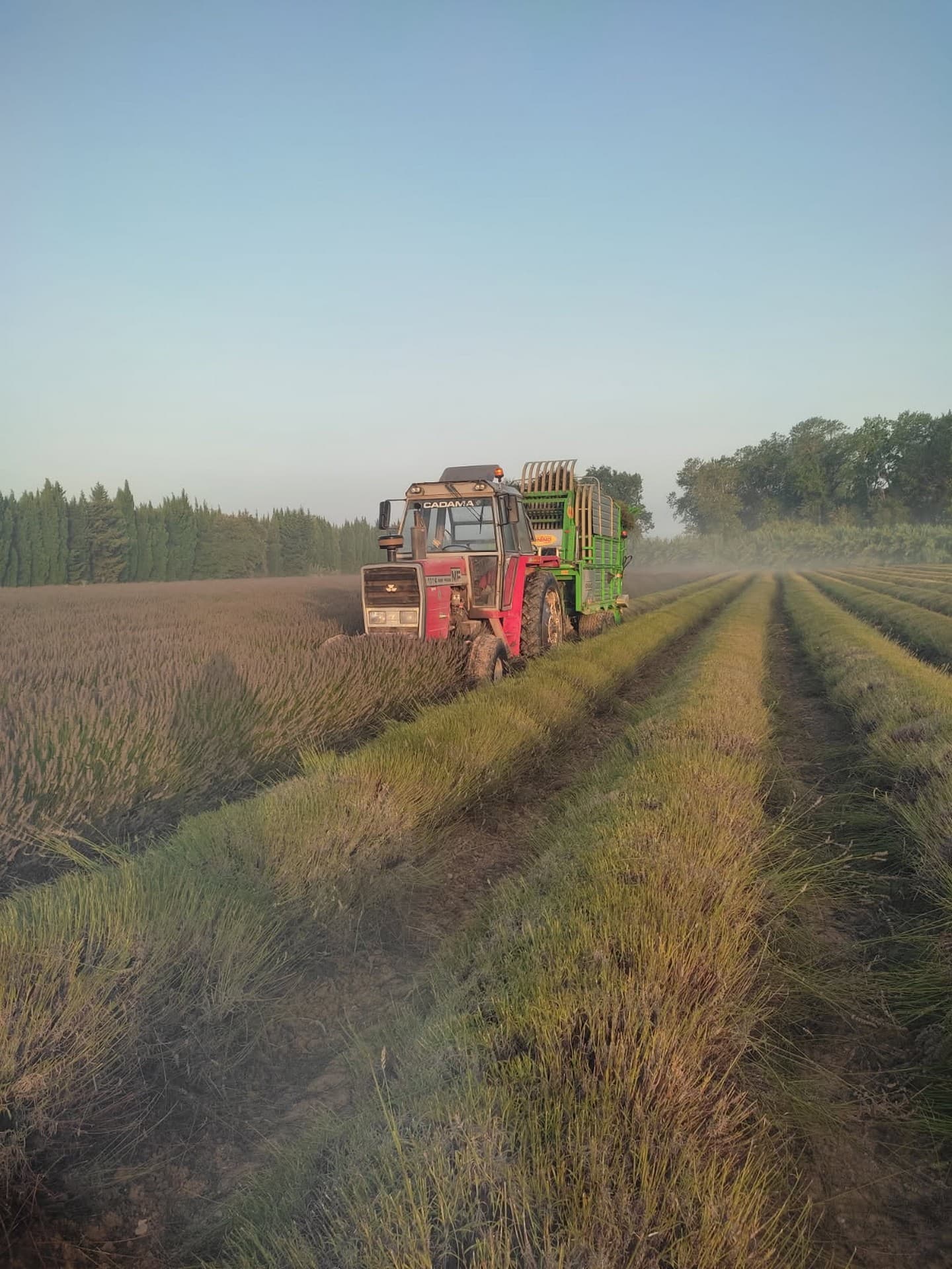 Producteur de lavandes Arom'Alpilles à Maussane-les-Alpilles Tracteur dans les champs