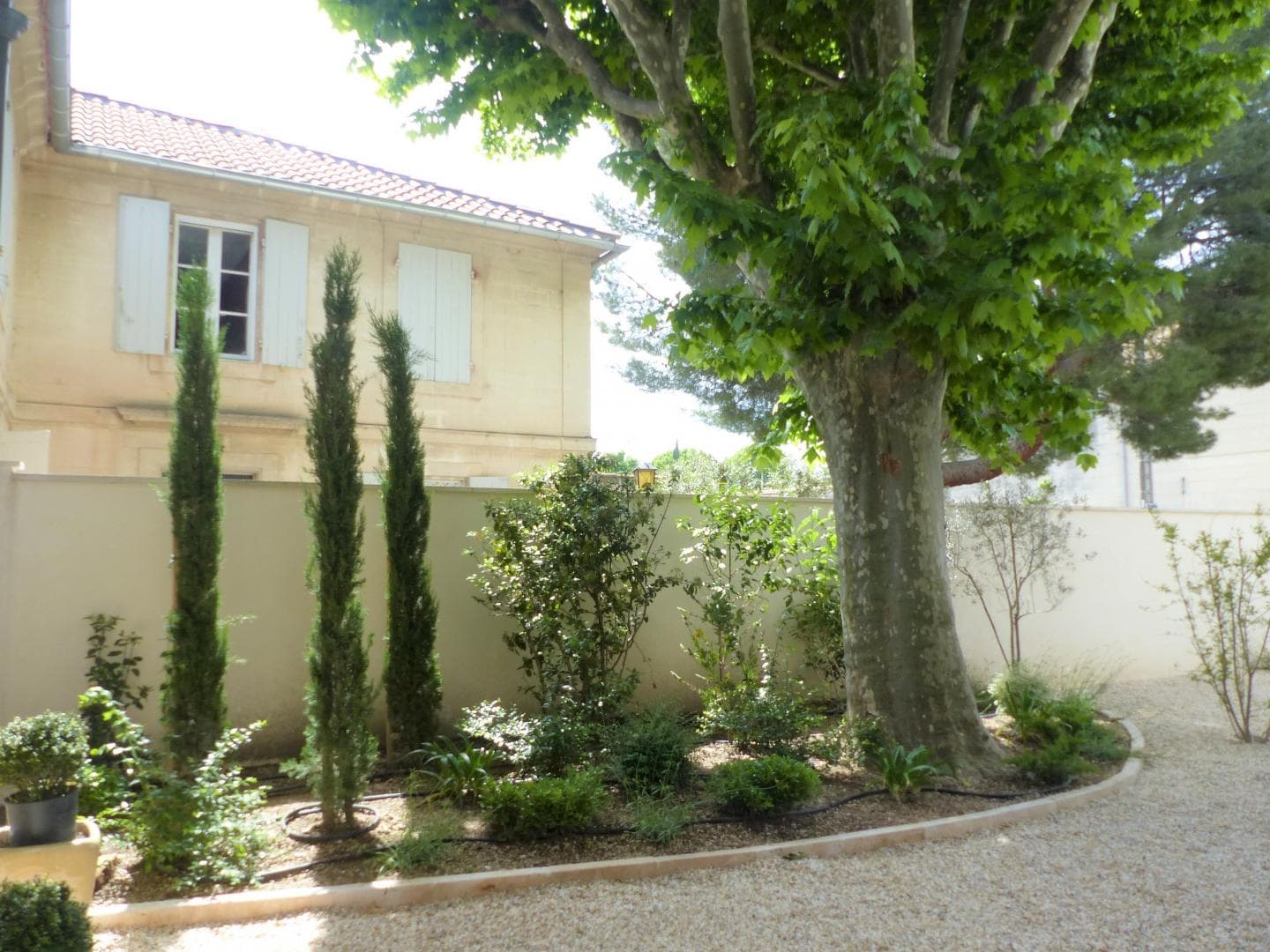 Le Cèdre