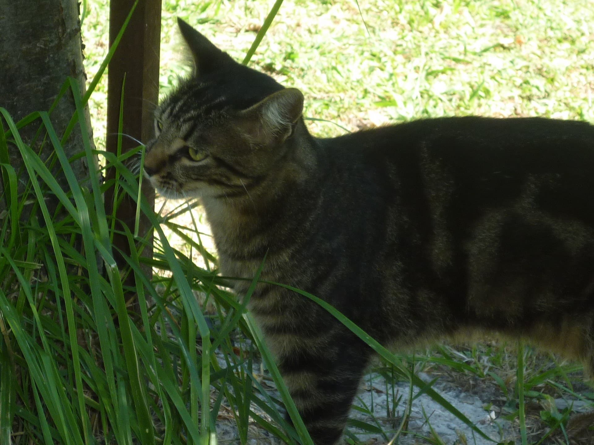 La Souste de Jean Chat