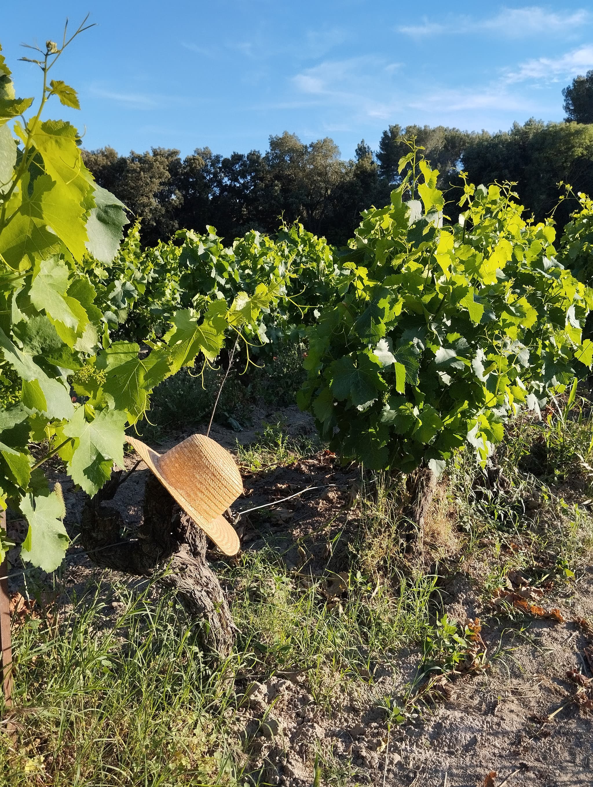 La Route des Vins en Terre de Provence_Maillane