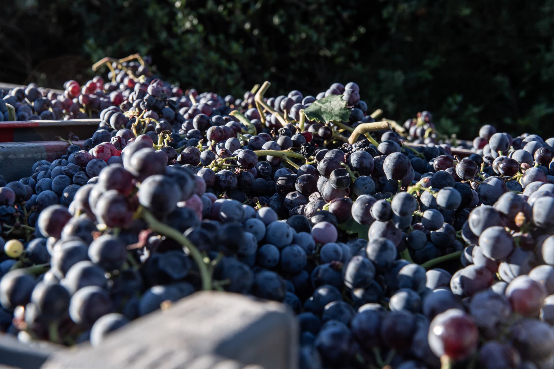 Domaine viticole Dalmeran à Saint-Étienne-du-Grès