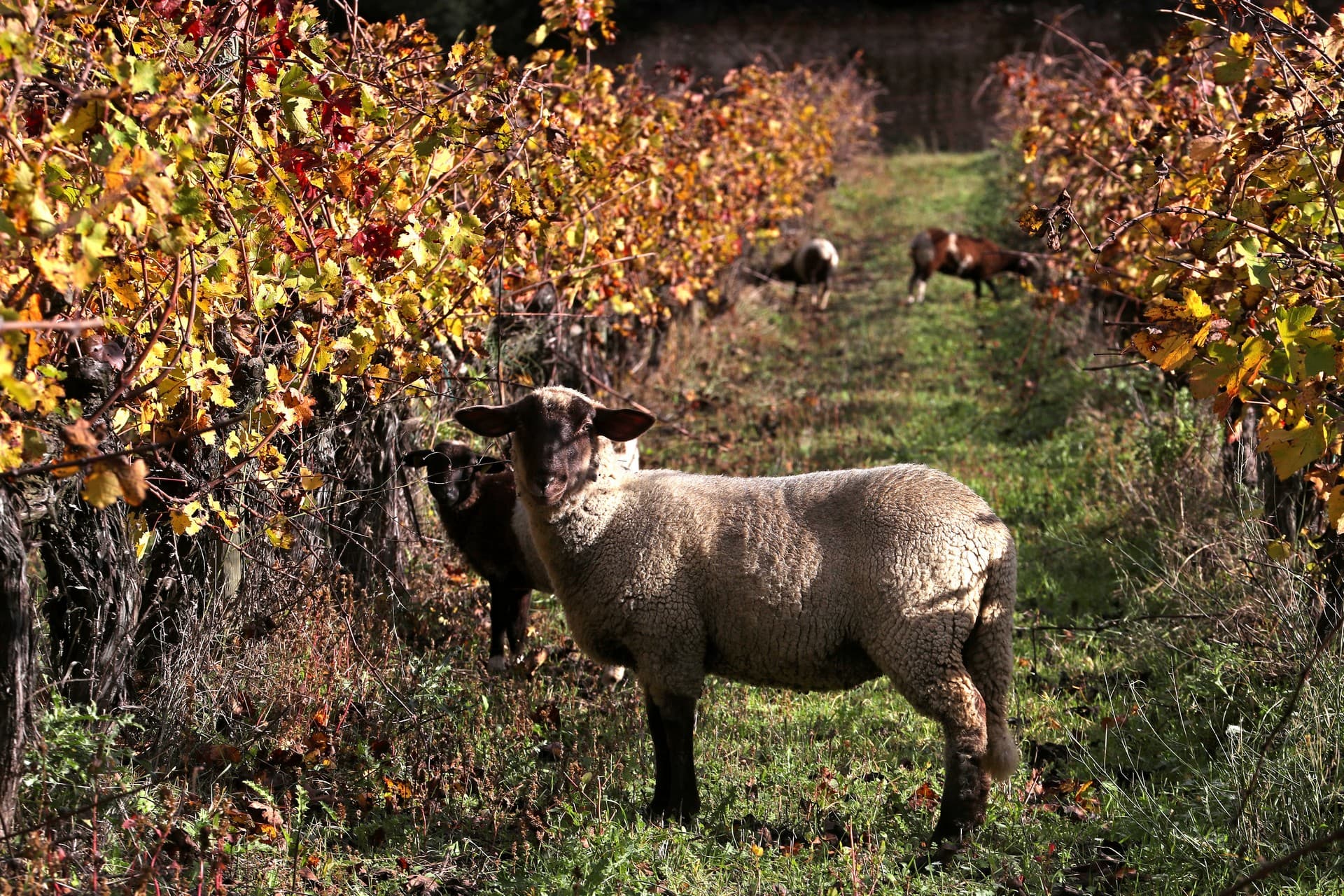 Domaine viticole Dalmeran à Saint-Étienne-du-Grès