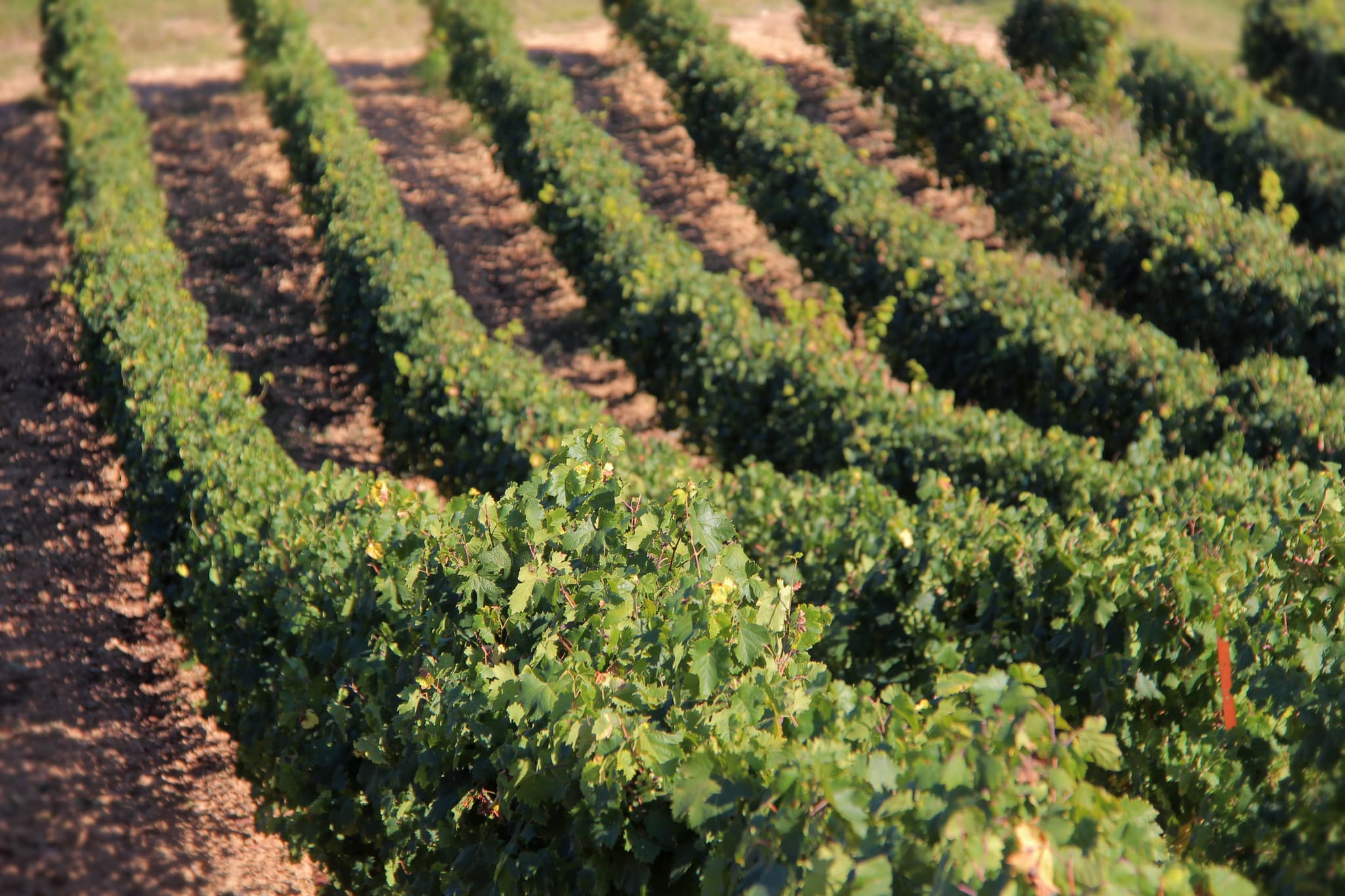 Domaine la Michelle - Nelly & Jean-François Margier