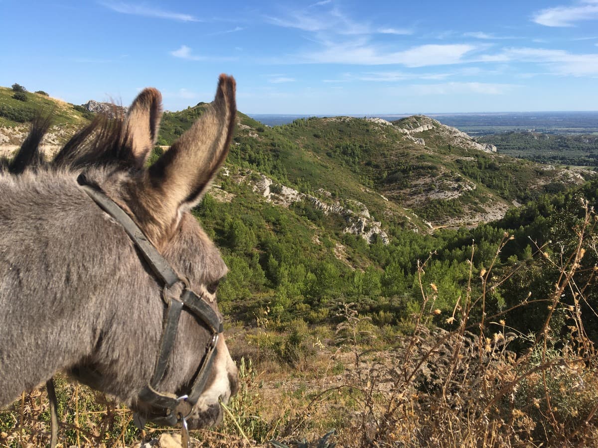 P'tits Ânes vue sur les Alpilles