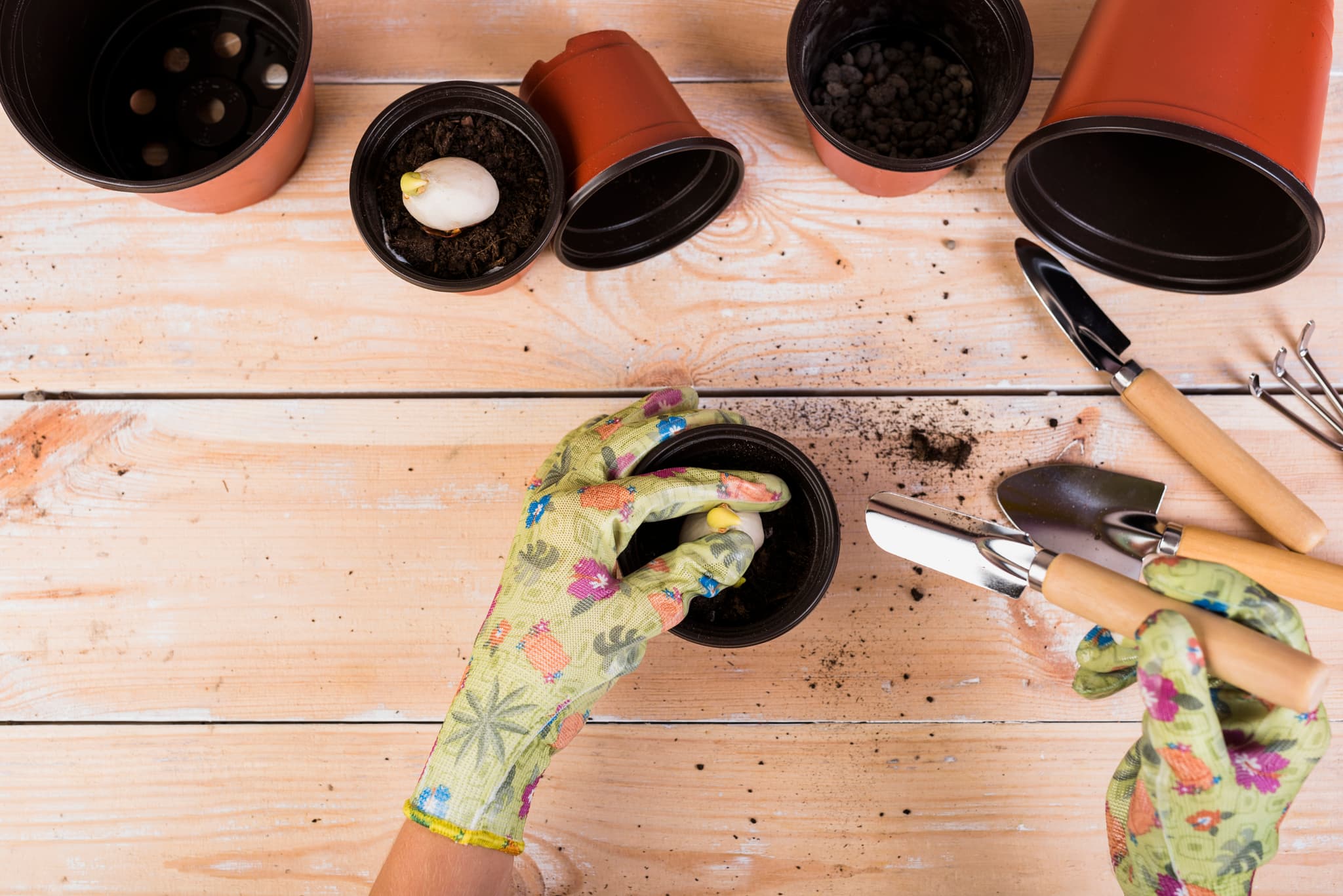 Atelier de plantation