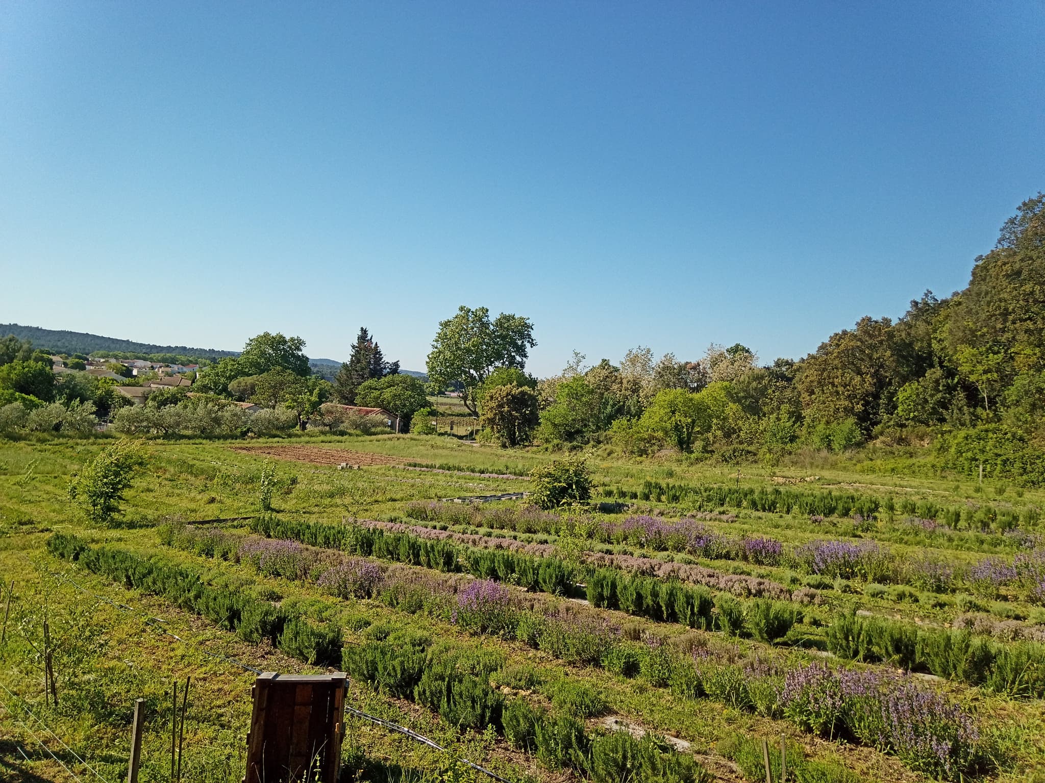 siroterie