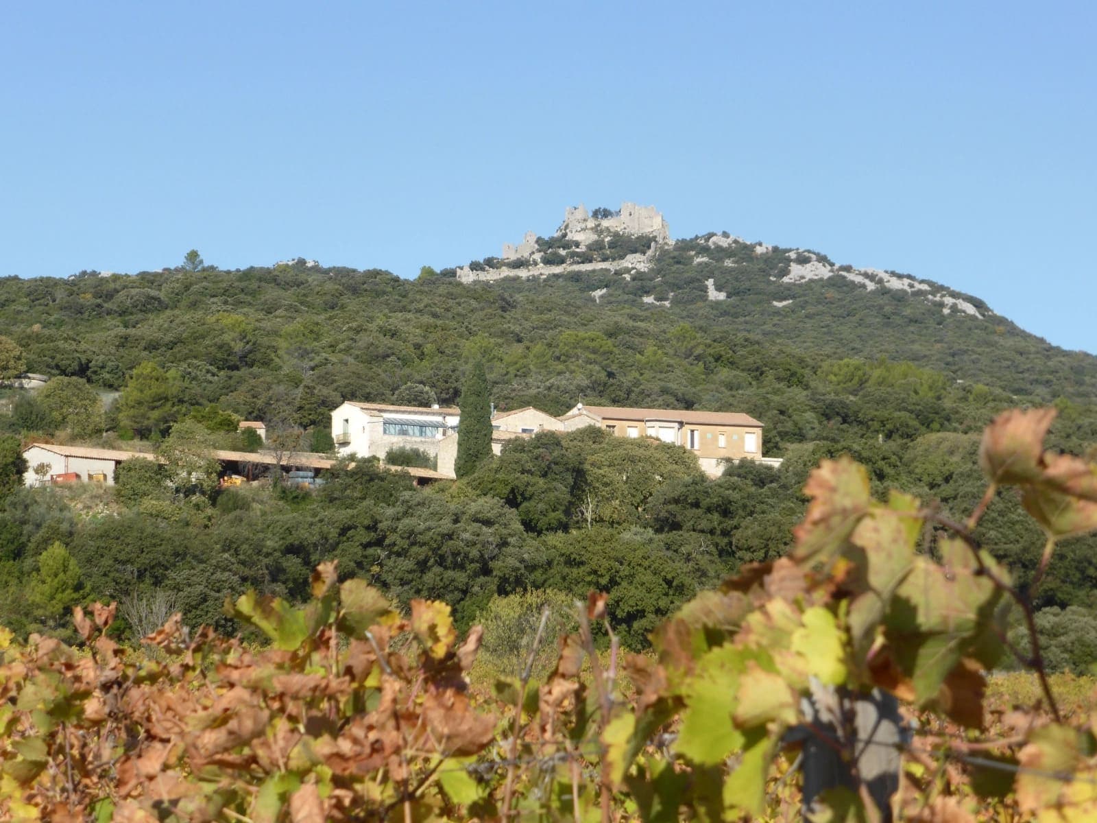 Héritage du Pic Saint-Loup - Domaine viticole
